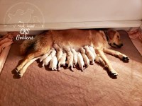 Golden Retriever Puppies And Dogs For Sale In Nebraska