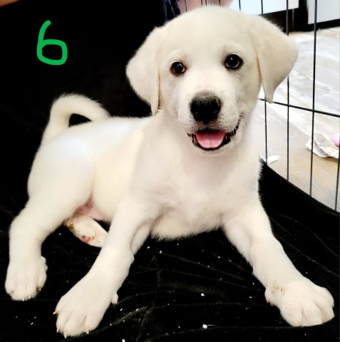 Great Pyrenees puppy dog for sale in Paducah, Kentucky