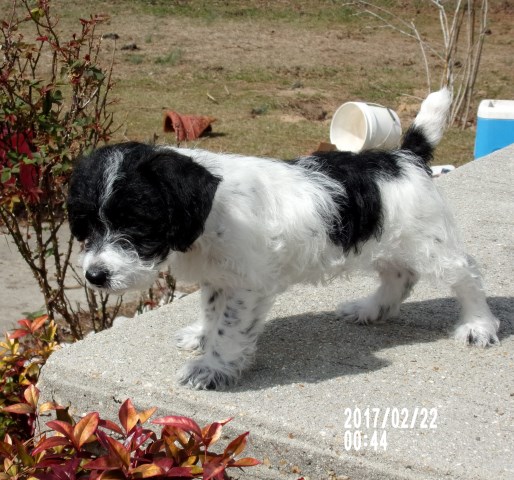 Jack Russell Terrier Puppy Dog For Sale In Fayetteville