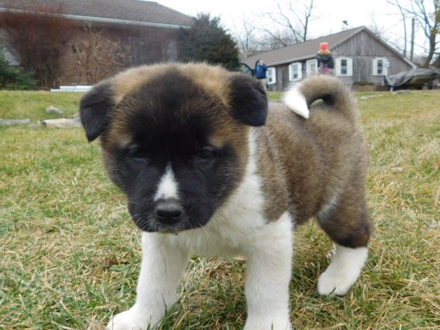 Akita puppy dog for sale in Honey Brook, Pennsylvania