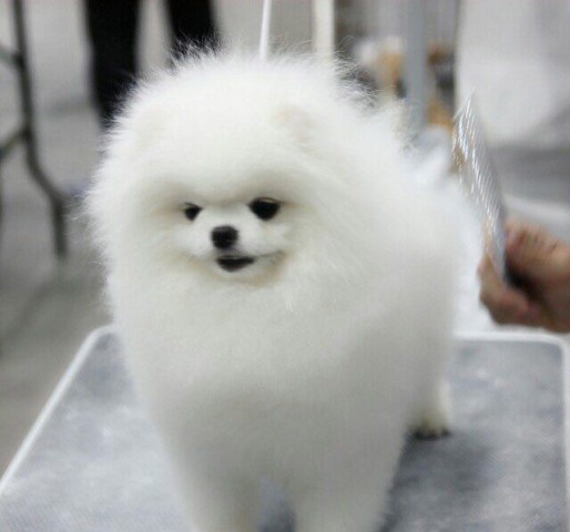 white teddy bear pomeranian