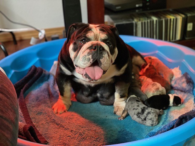 English Bulldog puppy dog for sale in Oologah, Oklahoma