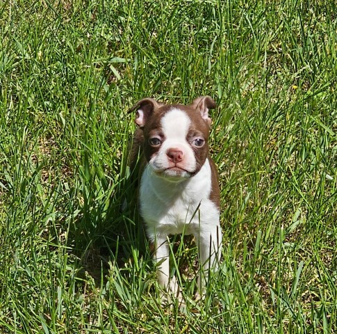 Boston Terrier puppy for sale + 65867