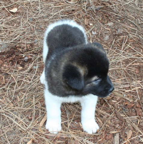 Akita puppy dog for sale in Tacoma, WA, Washington