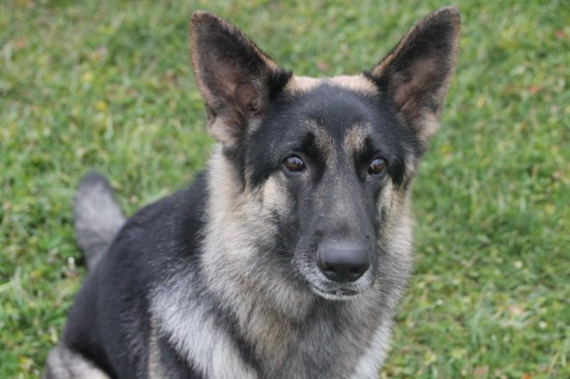 German Shepherd Dog puppy dog for sale in New Castle, Pennsylvania