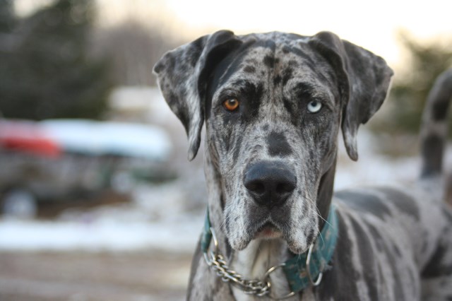 Great Dane puppy dog for sale in Birnamwood, Wisconsin