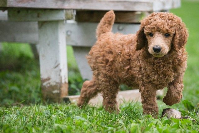 Poodle Standard puppy dog for sale in McHenry, Illinois