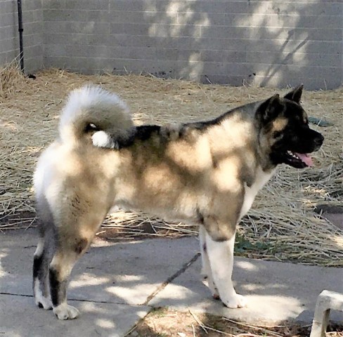 Akita puppy dog for sale in Bakersfield, California