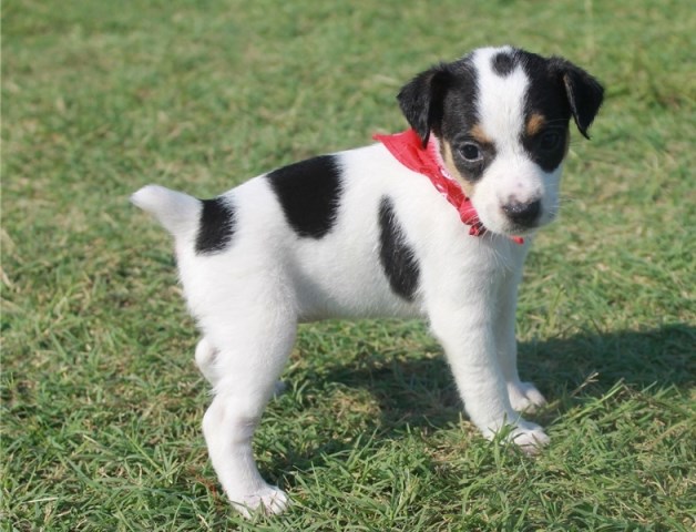 Jack Russell Terrier Puppy Dog For Sale In Miami Florida