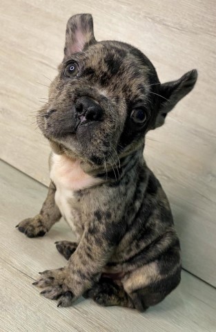 French Bulldog puppy dog for sale in Revere, Massachusetts