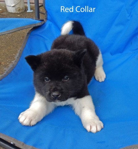 Akita puppy dog for sale in tacoma, Washington