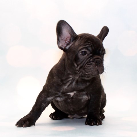 French Bulldog puppy dog for sale in Naples, Florida