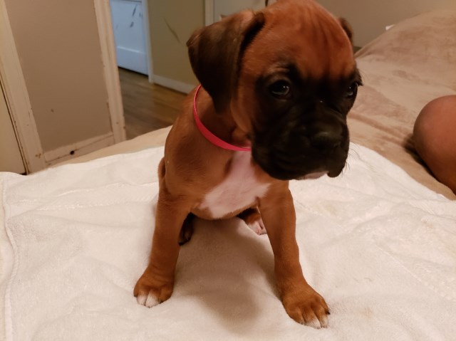 Boxer puppy dog for sale in Stanton, Texas