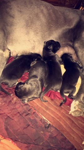 Great Dane Puppy Dog For Sale In Indianapolis Indiana