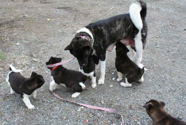 Akita puppy dog for sale in Tacoma, WA, Washington