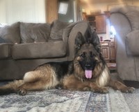 German Shepherd Dog Puppies And Dogs For Sale In Indiana