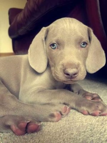 Weimaraner puppy dog for sale in Bronx, New York